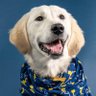 Bizzledogx2's profile picture