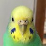 ピー助's profile picture
