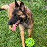 MalinoisAuss 的头像
