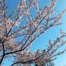 ハチワレ(日本保守党員) profil fotoğrafı