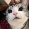 Anatainx's profile picture