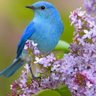 Фото профиля بلبل. حيران..♥️🕊️💙🕊️💚🕊️♥️🪻🌼🌺