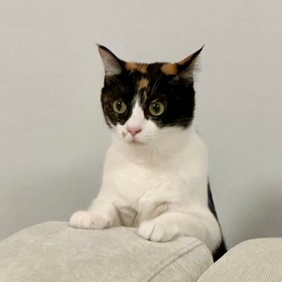 jia 🐦☃️🐙's profile picture