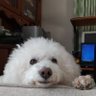ごんたろう profil fotoğrafı