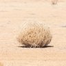 Фото профиля Tumbleweed