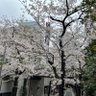 落合東長崎's profile picture