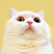 pomusan_cat's profile picture
