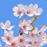 たまき☆ profil fotoğrafı