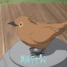 Profilbild von アカタン