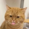 B0ldline's profile picture