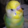 Profilbild von bashiko☆