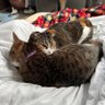 🐾いしゆき🐾消費税は廃止🐾 的头像