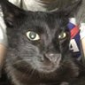 くろねこ🐺👁️🗨️ 的头像