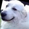 JUSTDEBATE-STOPTHEHATE-333's profile picture