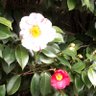 みかげいつき profil fotoğrafı
