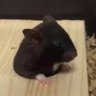 ポン太 ♀ 的头像