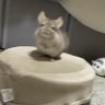 わんころぺっぺ 的头像