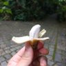 Profilbild von BananinhaNS