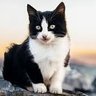Turgay YOLA's profile picture