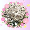 🌸桜(さくら)🐢🐩🌟☕👑⚾ profil fotoğrafı