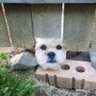 Boo-boo Benji's profile picture