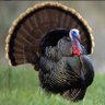 Bay Hindi profil fotoğrafı