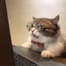Gato Nerd's profile picture