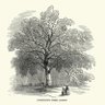 Le Liberty Tree 🇺🇸 profil fotoğrafı