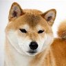 Shiba Lover profil fotoğrafı