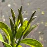 youngleaves 的头像