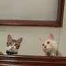 KEBENARAN MENCARI JALAN SENDIRI&PEMBASMI KEJAHATAN profil fotoğrafı