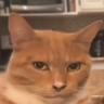 cesarz ☦'s profile picture
