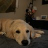 rSeaOtterz's profile picture