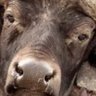 Mad bull's profile picture