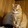 だぶゆー's profile picture