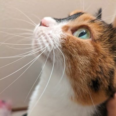 nutcracker_1892's profile picture