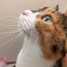 くるみわり 的头像