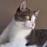 ၊||၊ DeSpeed ၊||၊ profil fotoğrafı