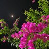 Profilbild von الطير الجريح
