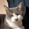 ただの猫's profile picture