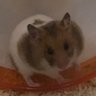 ポン太(リポスト雑垢)'s profile picture