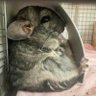 おはな𖡼.𖤣𖥧チンチラ🐭 的头像