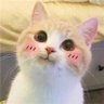 Profilbild von Lovely World 🐉 $MON .NYAN🔫😼