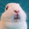 Jenny🐇's profile picture