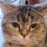 kokoa kmt's profile picture