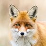 CRUZEIRO's profile picture