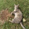Ekari's profile picture