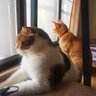 Or. profil fotoğrafı