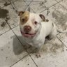 Braddock PitBull 的头像