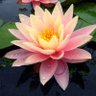 Water Lily 的头像